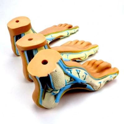 China Normalize Foot School Anatomical Model for sale