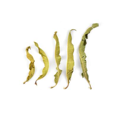 China EU Standard Raw Chinese Dried Herb Spices Dry Leaf Lemon Verbena Herb Aloysia Triphylla Lippia Citriodora for sale