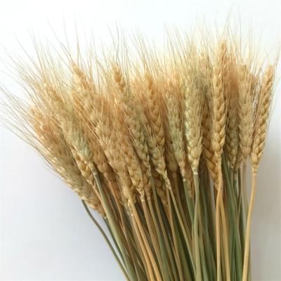 China QSLH A3301Natural Silk Flowers Dried Wheat For Long Term Dried Wheats for sale