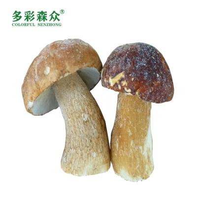 China Delicious pure mushrooms 100% frozen whole boletus edulis special grade porcini msuhroom boletus prices for sale