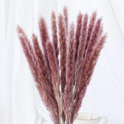 China Long Lasting Nature Dried Pampas Grass Part Wedding Colorful Pampas Grass Flower Pampas Flower Arrangement for sale