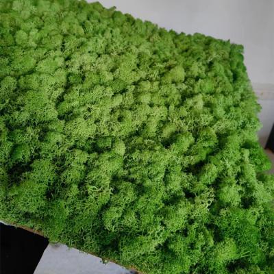 China Wall decoration factory direct sale wholesale natural preserved moss moss wall for home wall decor moss for sale