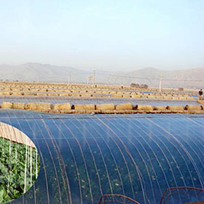 China Reflective Agricultural Greenhouse Mulch Film Price Plastic Sheet Greenhouse for sale