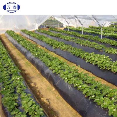 China Durable Black Silver Plastic Mulch Sheet For Watermelon And Strawberry for sale