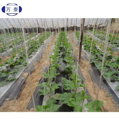 China Durable Black Plastic Mulching Film Agricultural Plant Cover for sale