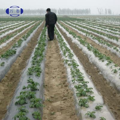 China Durable White Black Plastic Mulch Film UV Stabilized Anti Weed Film White Or Silver Mulch Film For Agriculture Use for sale