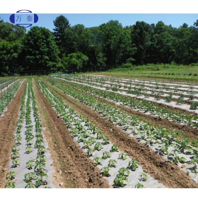 China 20 Micron UV Stabilized Black White Plastic Mulch Film Durable White Or Silver Weed Control Mulch Film For Agriculture Use for sale