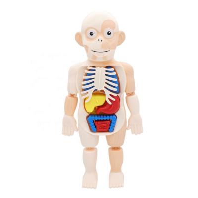 China Assembly Toy Medical Learning Tool DIY TOY Stem Toys Educational Assemble Human Body Model for sale