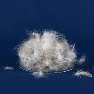 China 70% Free Sample China Quality Filling Gray Goose Down Feather Down Washed Gray Goose Down Feather Down Fill for sale