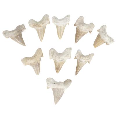 China Wholesale Natural Africa Power Hall Off Bad Luck Shark Teeth Fossil Pendant Necklace For Gift for sale