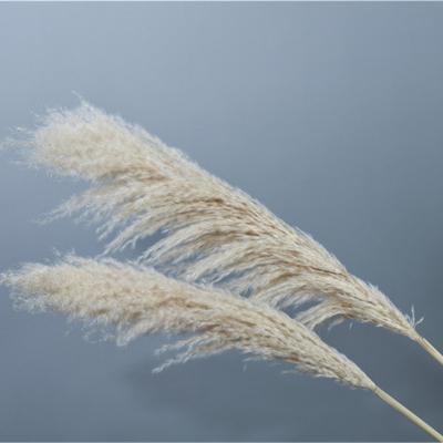 China Green Environmental Protection Customized Large Natural Pampas Grass Wedding Floral Tubular Plant Belt Dry Flowers for sale