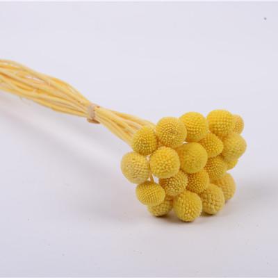 China New Product Environmental Protection Flower Bouquet New Product Photography Props Natural Dry Flower Eternal Color Material Gold Ball for sale