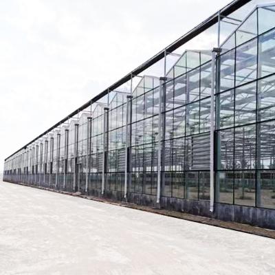 China Stable Structure Easily Assembled Tempered Glass Greenhouse Multi-span Glass Greenhouse For Agricultural Tomatoes for sale