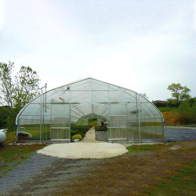 China Stable Structure Easily Assembled White Arch Roof Type Film Greenhouse Growing Garlic In A Greenhouse for sale