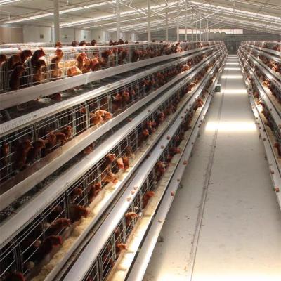 China Farms Poultry Chicken Farm House With Equipment For Sale for sale