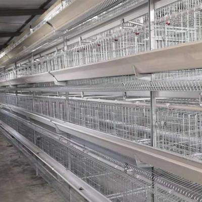 China One Day Old Baby Chick Pullet Brooder Chicken Farm Poultry Farm Cage For Sale for sale