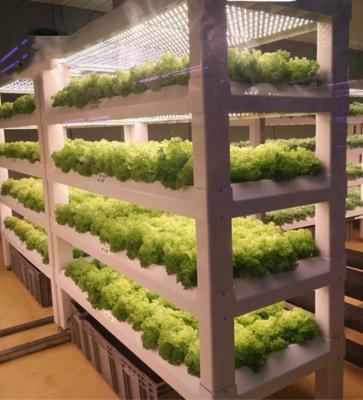 China Multifunctional Hot Selling Manufacturer Custom Farm Hydroponic Green Cloner Hydroponic Indoor for sale