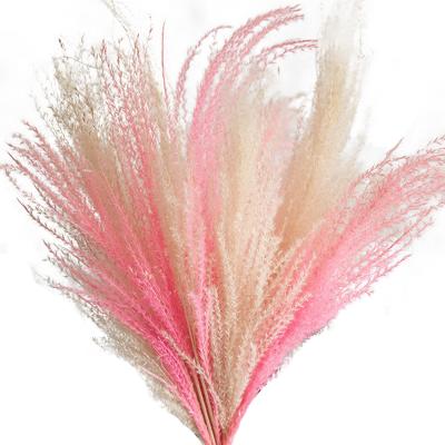 China 2021 New Fashion Home Decoration Dry Tubular Flower Pampas Flower Natural Pampas SDP002 for sale