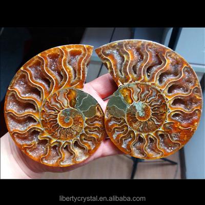 China China Wholesale Split Ammonite Fossil Specimen Shell Healing for sale