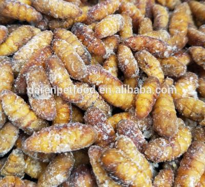 China Viable Frozen Feeder Chrysalis For Aquatic Pet Birds Amphibians Fish Treats for sale