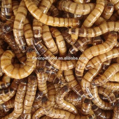 China Viable Frozen Feeder Superworms for Pet Birds Food Amphibians Aquatic Treats and Bait Wholesale for sale