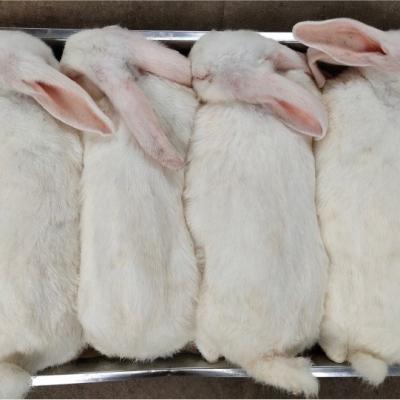 China Rabbits 1-3kg whole frozen viable for large predatory reptiles and birds of prey for sale