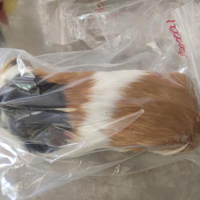 China Viable Frozen 100-600g Guinea Pigs For Predators Reptiles And Birds Of Prey for sale