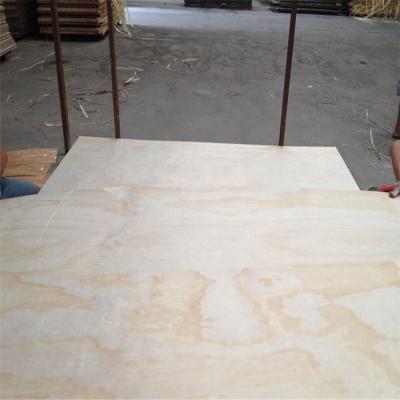 China Beam pine poplar pine falcata paulownia plywood for furniture and decoration use for sale