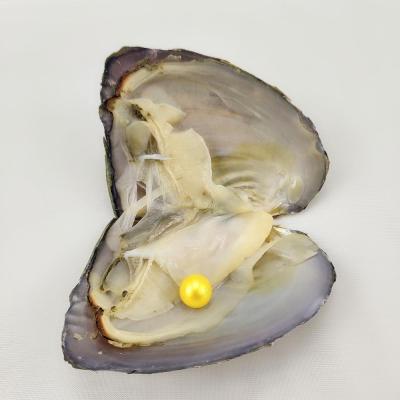 China Wholesale 6-8mm AAAA+ Freshwater Colorful Grade Pearl Round Pearl In Oyster 1 Freshwater Pearl In Per Freshwater Oyster With Vacuum Packed for sale