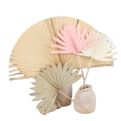 China Natural Dry Muti-shape Home Wedding Decor Decoration Weding Palm Leaves Fan Leaf Sun Palm Leaves for sale