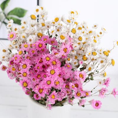 China Dried Daisy Chrysanthemum Rhodanthe by Touch Yuntu Plant Natural Natural Dried Flowers for Decorative Bouquet Arrangement for sale