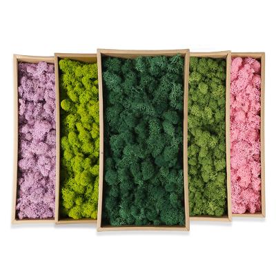 China Wedding flower arrangements Yunnan wholesale preserved flowers diy porcelain stabilized reindeer moss for home wall party decoration for sale