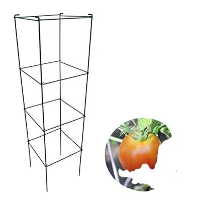 China Tomato and vegetables galvanized metal plant support cage 48 INCH tomato cage with 3/4 rings for sale