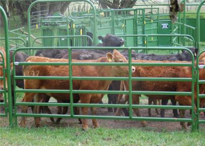 Chine La barrière en acier flexible lambrisse le bétail aucun tranchant pour le cheval de moutons de bétail à vendre