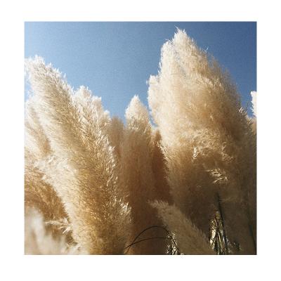 China Environmental Protection Fluffy Green Dry Flower Group Pampas Grass Natural Real Pampas Reed Flower Wedding Pampas Package Festival Christmas Ornaments for sale