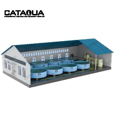 China Fish Farm CATAQUA Ras Tilapia Fish Farming Equipment Recycling Aquaculture System Price for sale