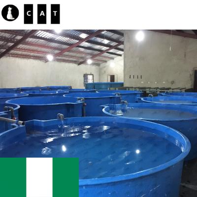 China Indoor Advanced Fish Farm Water Treatment Tilapia Farm At Nigeria Recirculating Aquaculture System RAS for sale