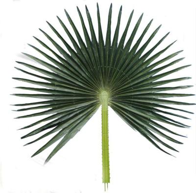 China Hotel Hot Sale Artificial Decorative Preserved Washington Palm Trees For Landscaping for sale