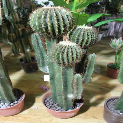 China All the second hand factory professional factory wholesale cactus,cheapest indoor/outdoor decoration cactus for sale