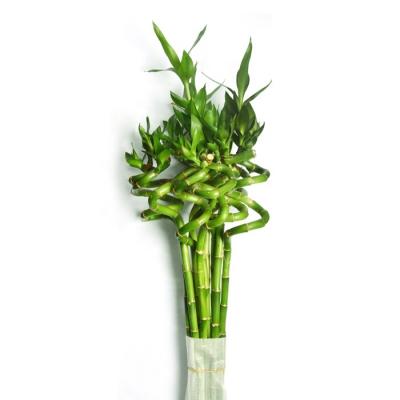 China Factory Artificial Lucky Bamboo Spiral Farm Lucky Bamboo Wholesale for sale