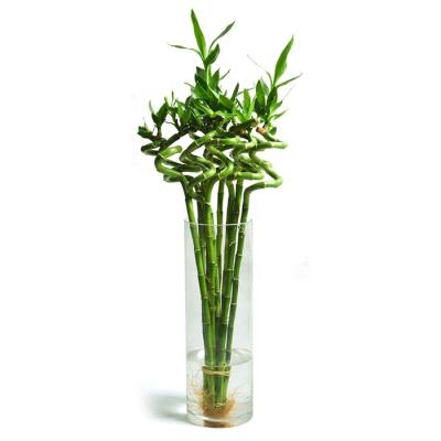 China The cheapest Dracaena Sanderiana from the farm 30-90cm Spiral Lucky Bamboo Artificial Lucky Bamboo for sale