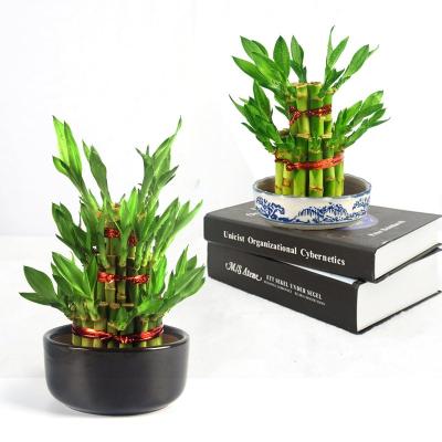 China Hot Sale Home Indoor Decorative Artificial Bamboo Plants Aquatic Plants Lucky Bamboo Supplier China Supplier for sale