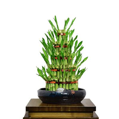 China Artificial Lucky Bamboo Plant Indoor Live Artificial Factory Wholesale High Quality Spiral Lucky Bamboo for sale