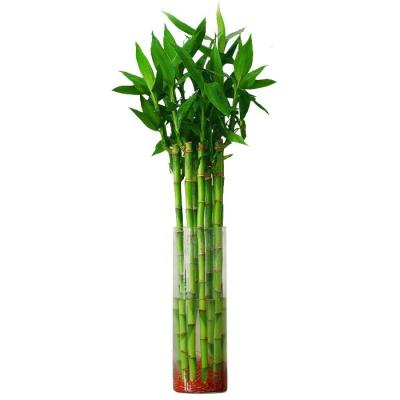 China Good Quality Cheap Price Home Decoration Straight Spiral Bamboo Lucky Tree Artificial Bonsai Trees for sale