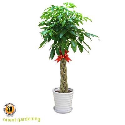 China Home Decoration Five Braided Pachira Aquatica Artificial Lucky Money Wish Tree Regular Supply for sale