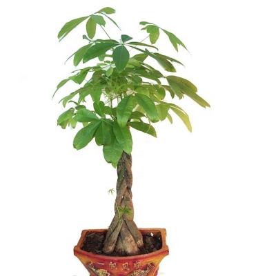 China High Quality Home/Garden Plants Tree Pachira Macrocarpa Decoration, Artificial Lucky Tree, Garden Decorative Plants for sale