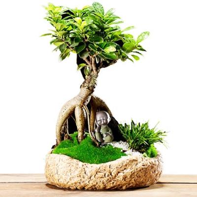 China Wholesale Ficus Plant Bonsai Microcarpa Artificial Ficus Bonsai Ficus for sale