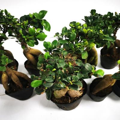 China Art Decor China Best Small Large Size Ginseng Ficus Ficus Bonsai Tree Medium (Ficus retusa) for sale