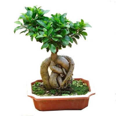 China Art Decor Good Cutting Bonsai Ficus Ginseng S-Shape Ficus Tree Garden Decoration for sale