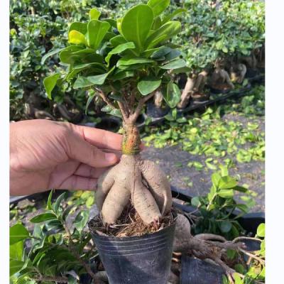 China Microcarpa Home Hot Sale Artificial S-shaped Ficus Ficus Outdoor Garden Decoration Tree Plants for sale